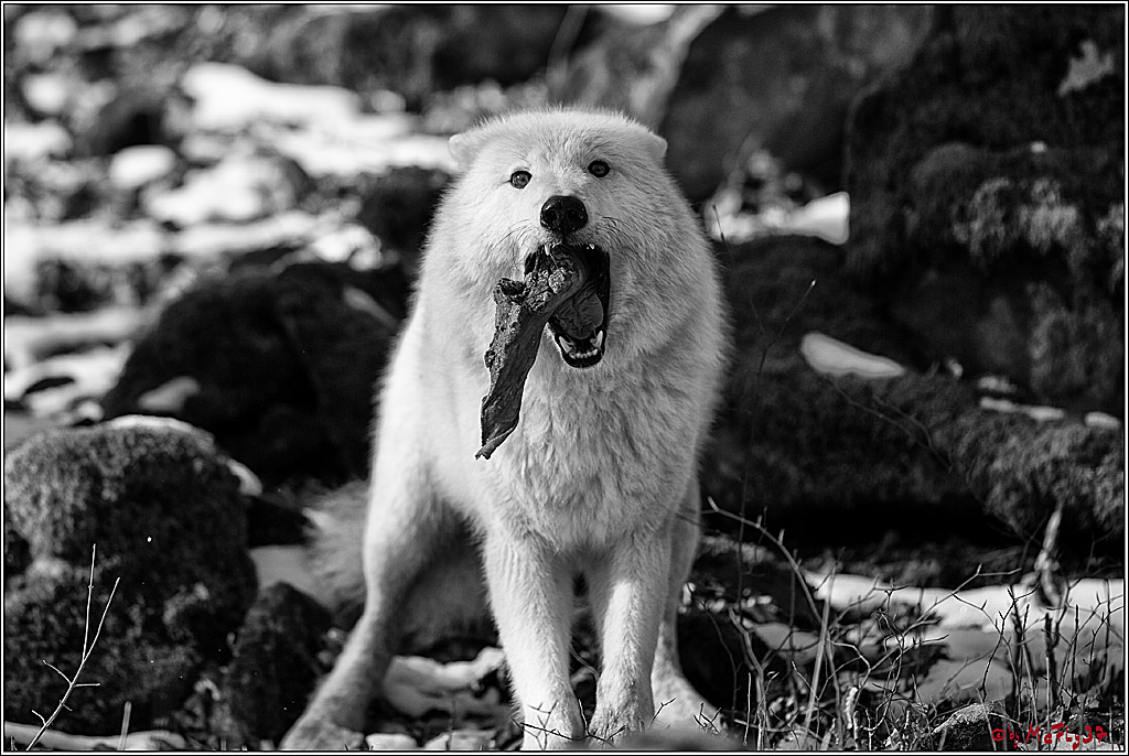 Timberwolf - Polarwolf Kasselburg, 18.02.2018