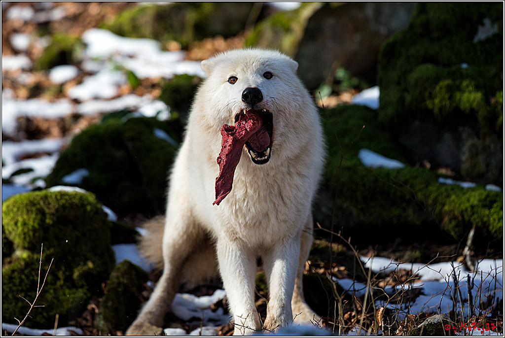 Timberwolf - Polarwolf Kasselburg, 18.02.2018