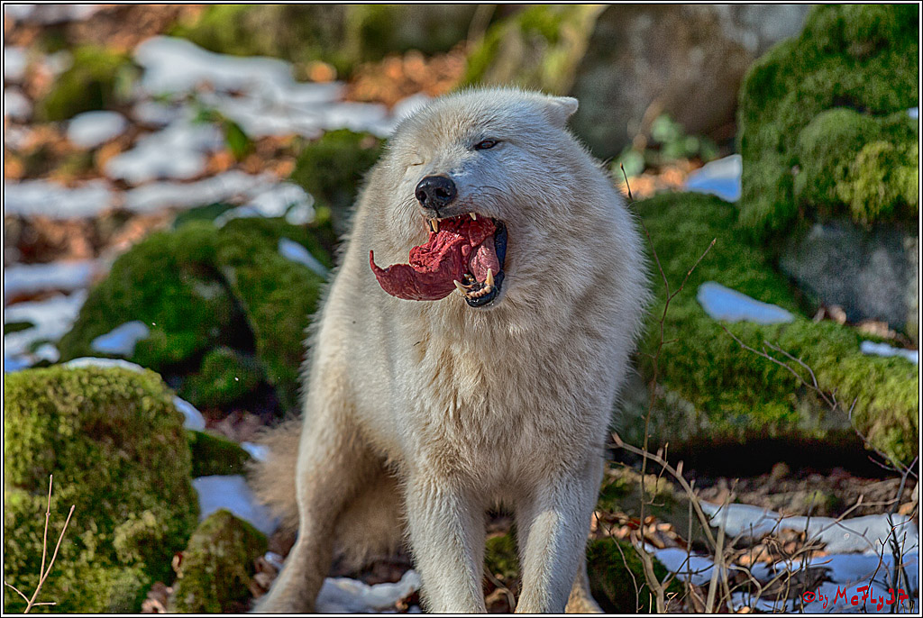 Timberwolf - Polarwolf Kasselburg, 18.02.2018