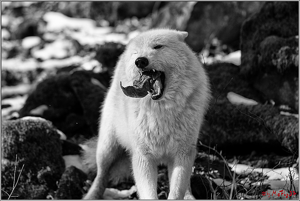 Timberwolf - Polarwolf Kasselburg, 18.02.2018