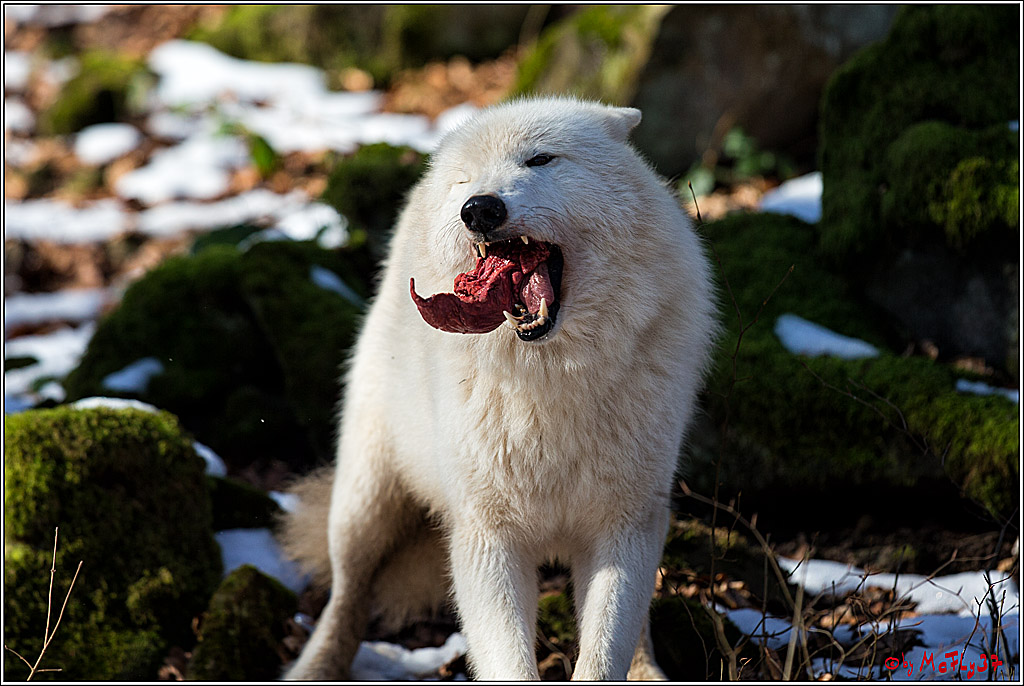 Timberwolf - Polarwolf Kasselburg, 18.02.2018