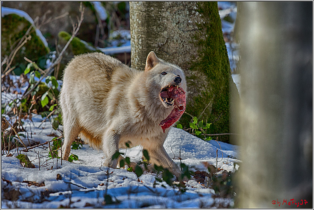 Timberwolf - Polarwolf Kasselburg, 18.02.2018