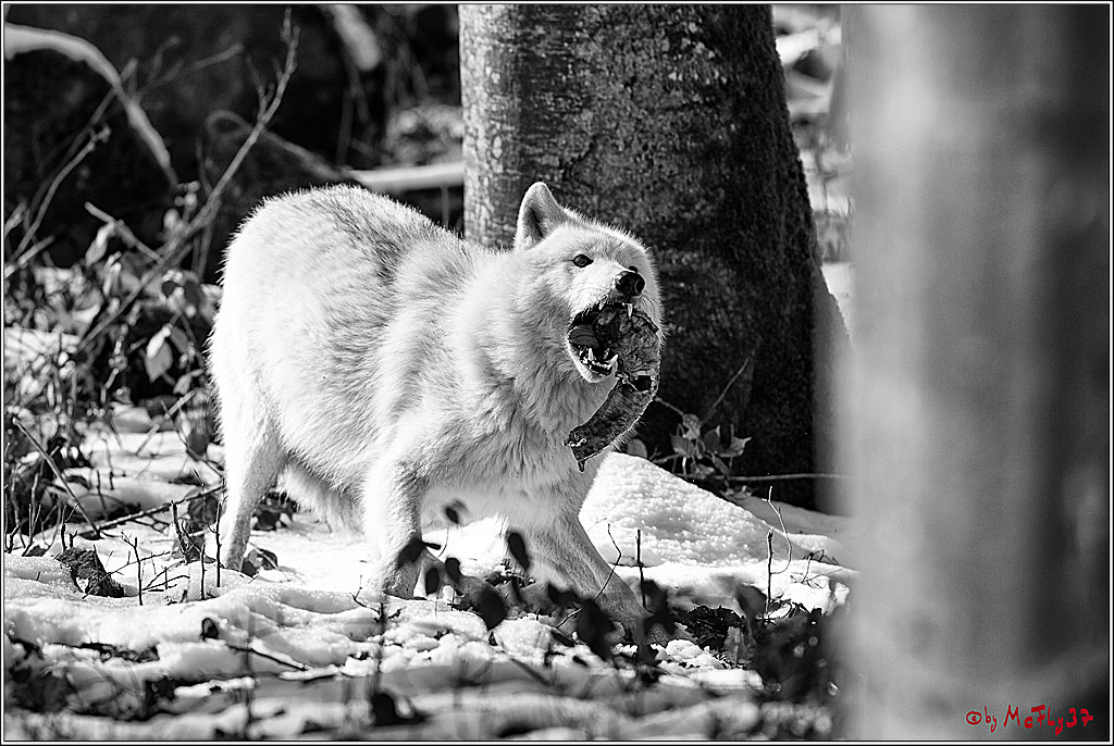 Timberwolf - Polarwolf Kasselburg, 18.02.2018