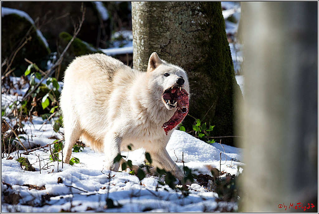 Timberwolf - Polarwolf Kasselburg, 18.02.2018