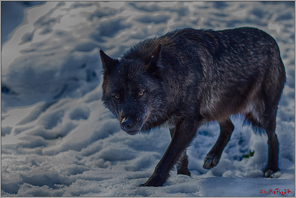 Timberwolf - Polarwolf Kasselburg, 18.02.2018