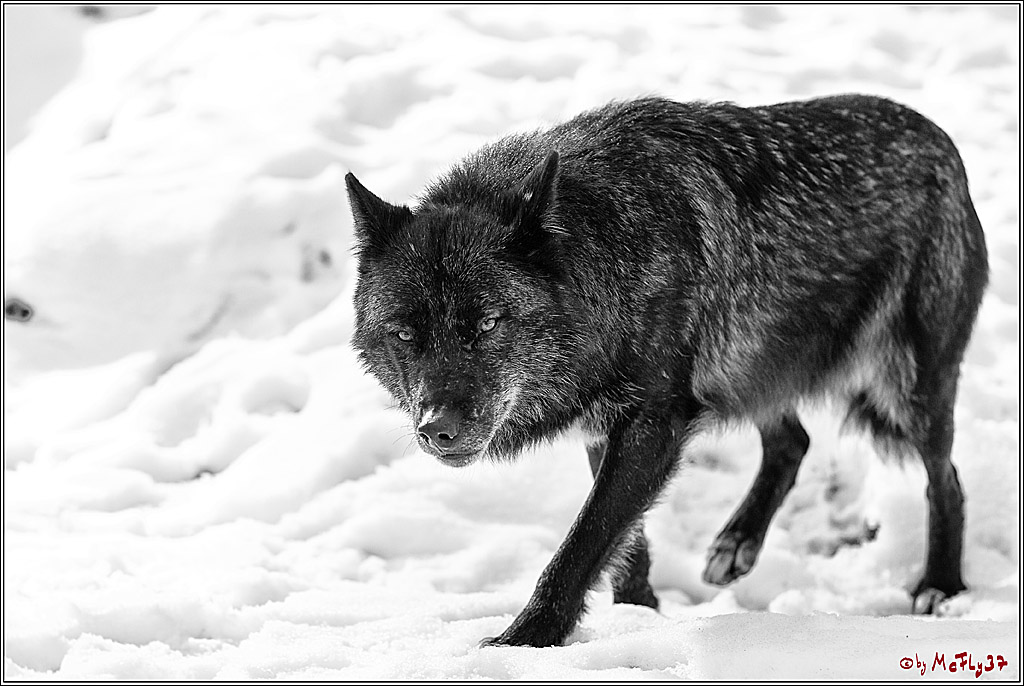 Timberwolf - Polarwolf Kasselburg, 18.02.2018