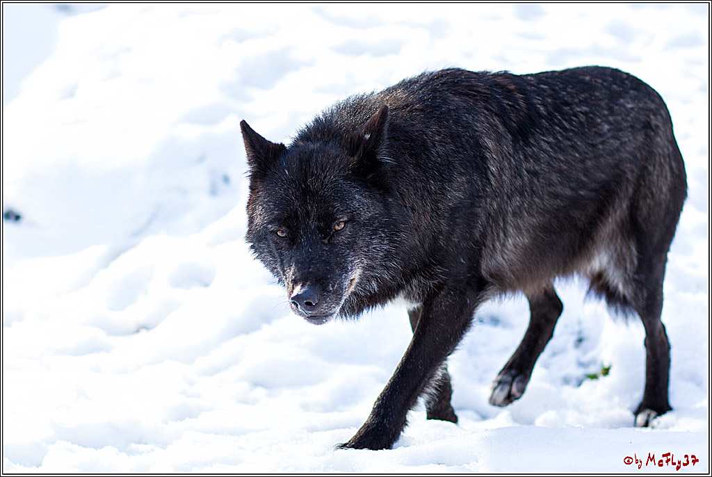 Timberwolf - Polarwolf Kasselburg, 18.02.2018
