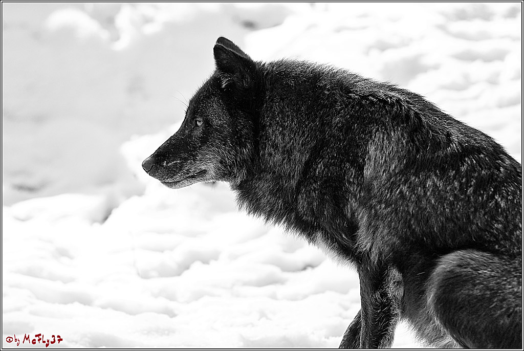 Timberwolf - Polarwolf Kasselburg, 18.02.2018