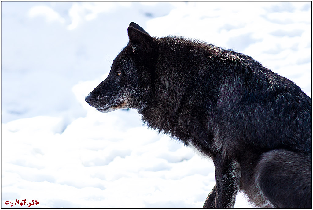 Timberwolf - Polarwolf Kasselburg, 18.02.2018
