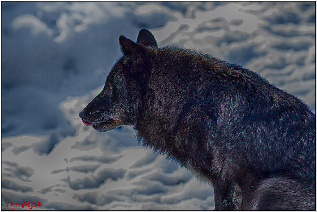 Timberwolf - Polarwolf Kasselburg, 18.02.2018