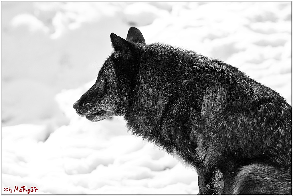 Timberwolf - Polarwolf Kasselburg, 18.02.2018