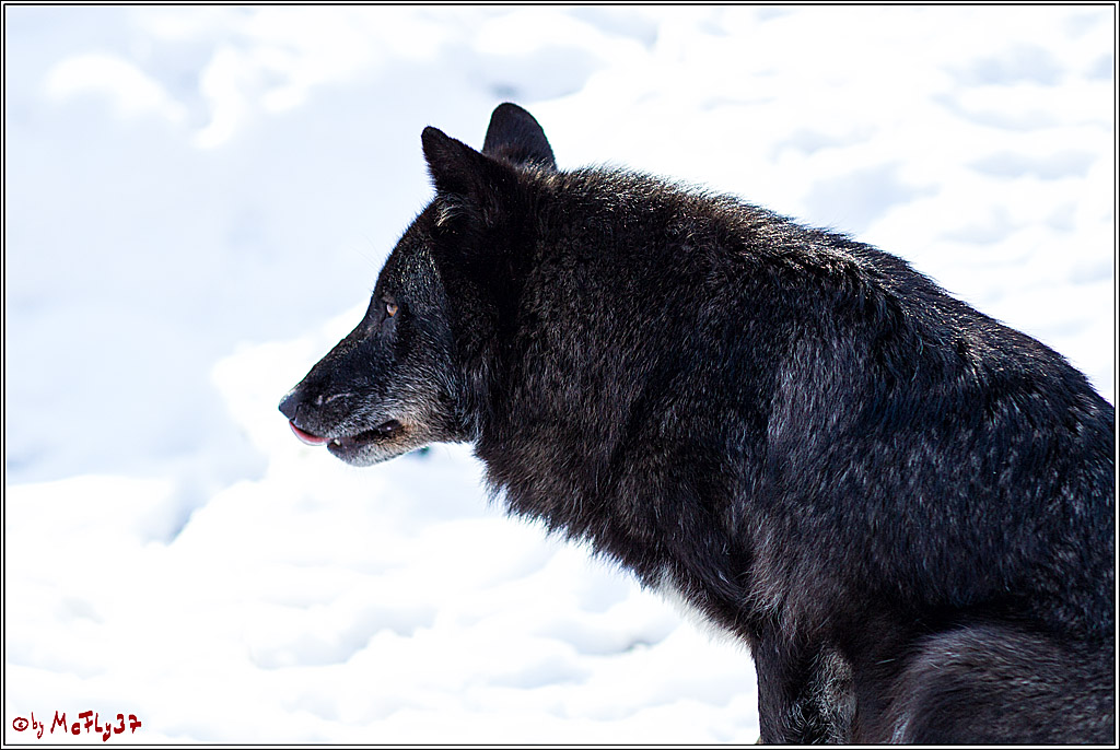 Timberwolf - Polarwolf Kasselburg, 18.02.2018