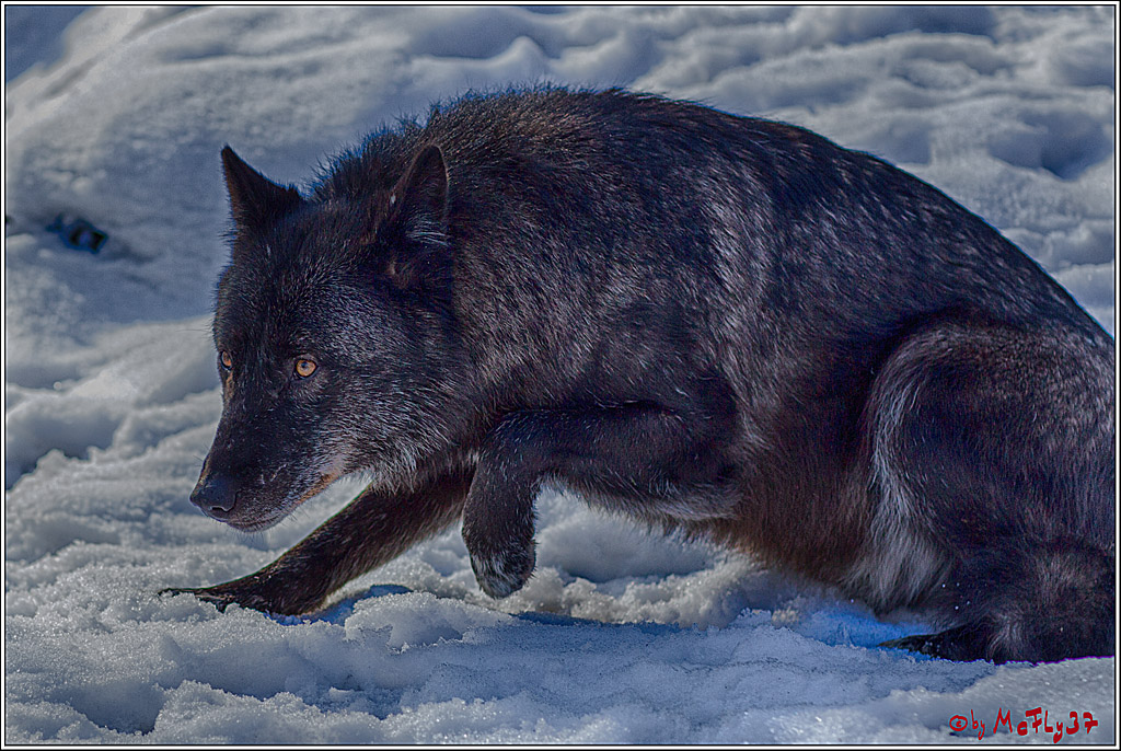 Timberwolf - Polarwolf Kasselburg, 18.02.2018