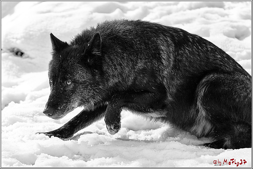 Timberwolf - Polarwolf Kasselburg, 18.02.2018