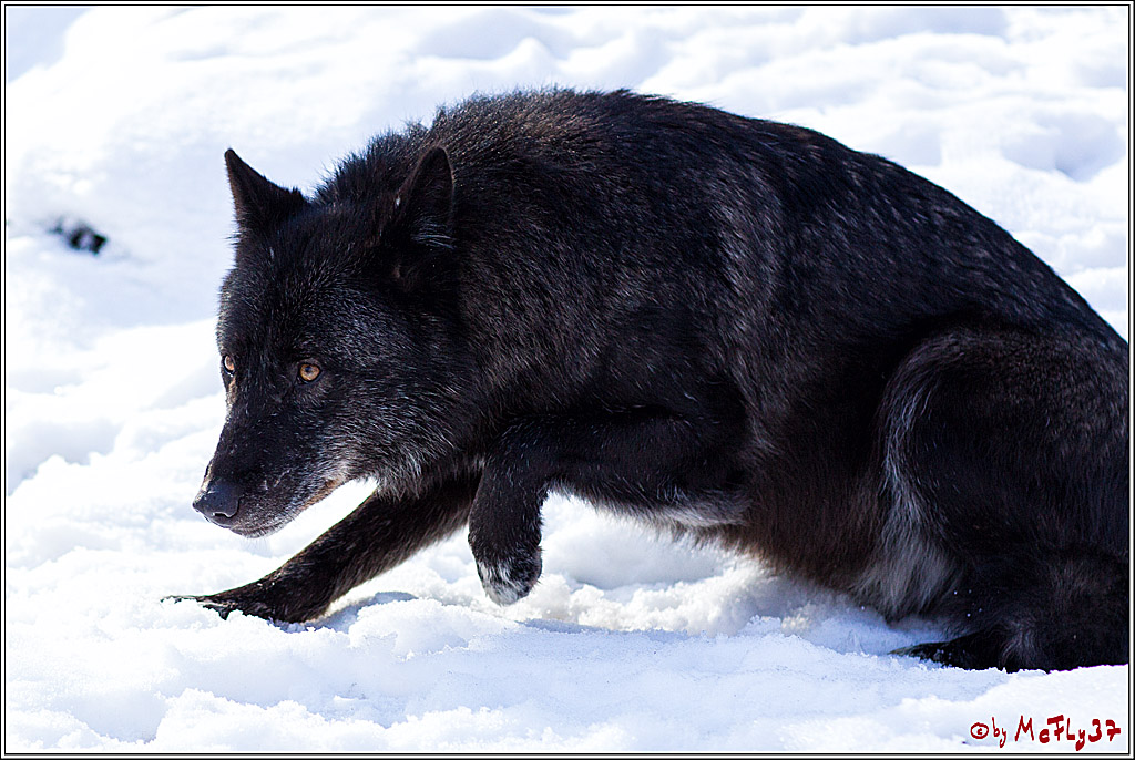 Timberwolf - Polarwolf Kasselburg, 18.02.2018