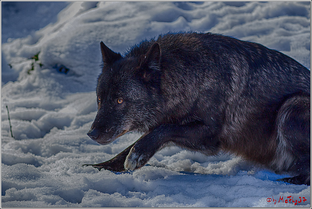 Timberwolf - Polarwolf Kasselburg, 18.02.2018