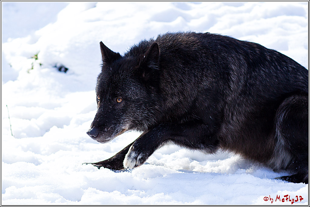 Timberwolf - Polarwolf Kasselburg, 18.02.2018