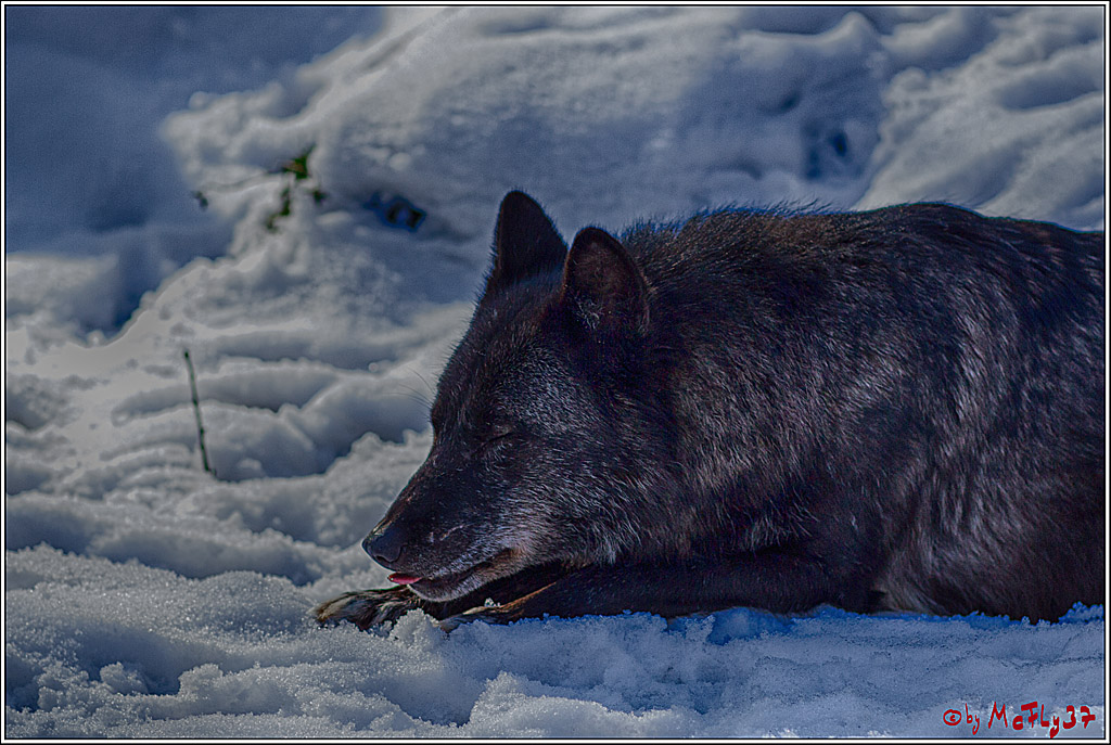 Timberwolf - Polarwolf Kasselburg, 18.02.2018