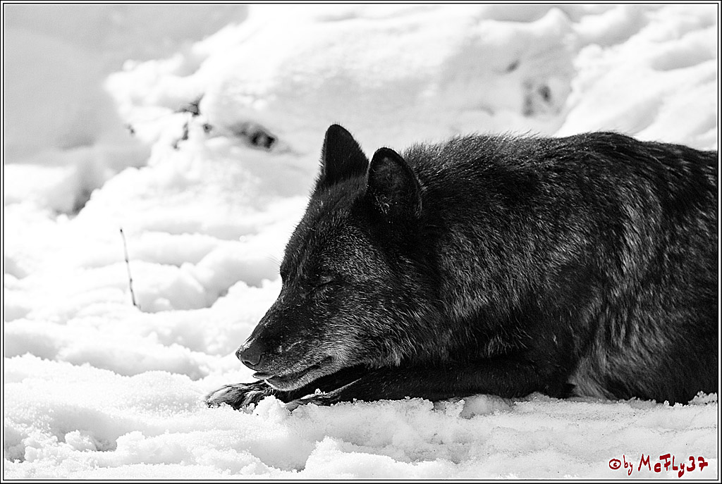 Timberwolf - Polarwolf Kasselburg, 18.02.2018