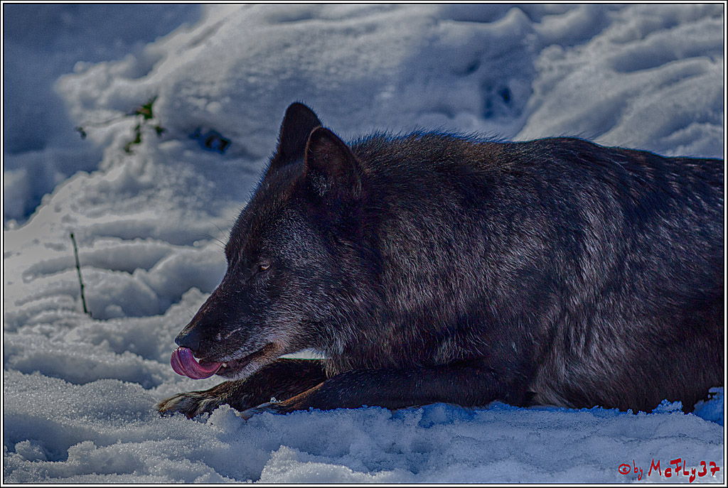 Timberwolf - Polarwolf Kasselburg, 18.02.2018