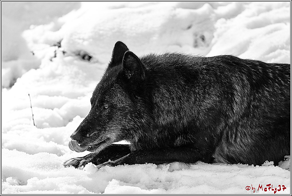Timberwolf - Polarwolf Kasselburg, 18.02.2018