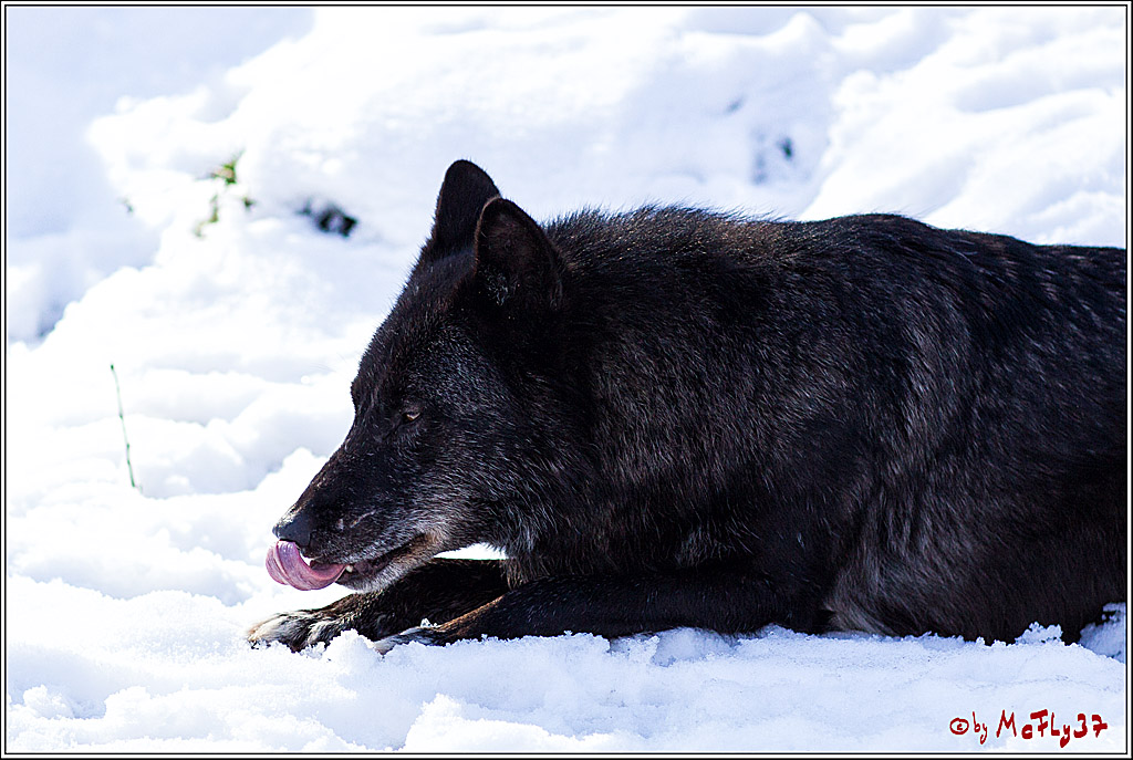 Timberwolf - Polarwolf Kasselburg, 18.02.2018