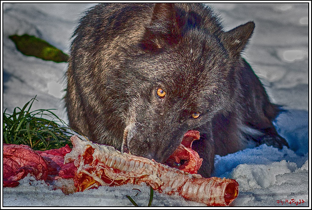 Timberwolf - Polarwolf Kasselburg, 18.02.2018
