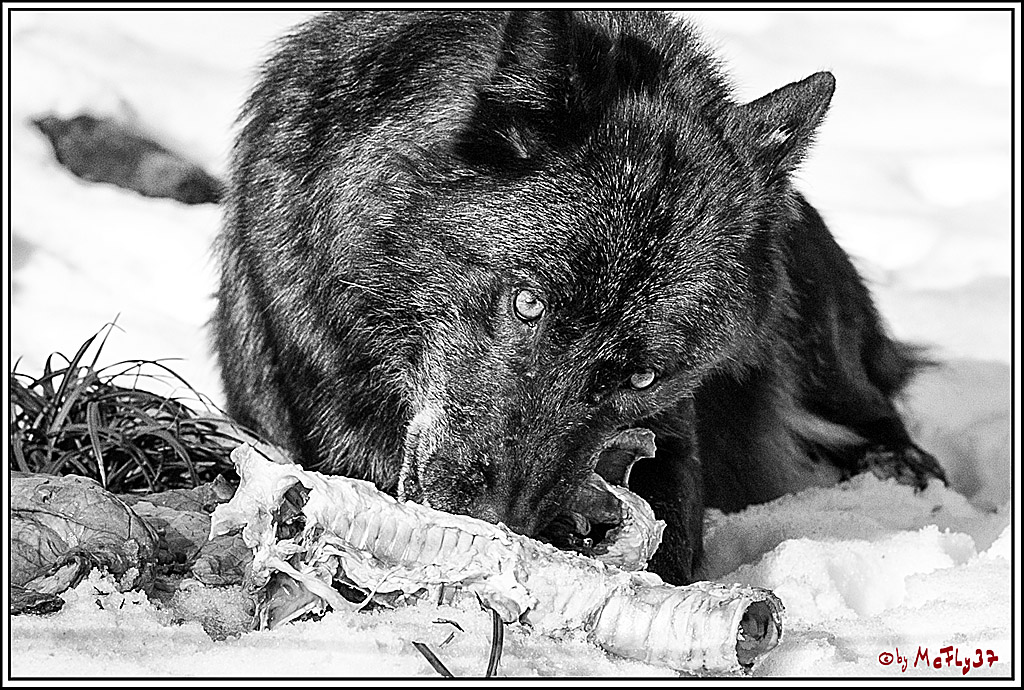 Timberwolf - Polarwolf Kasselburg, 18.02.2018