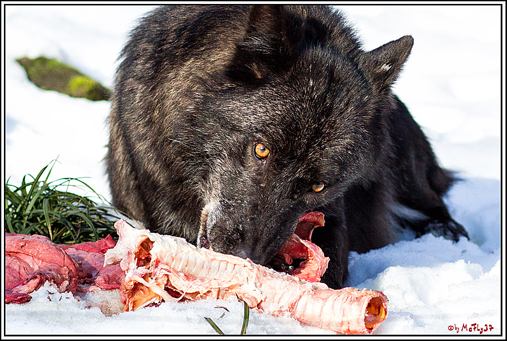 Timberwolf - Polarwolf Kasselburg, 18.02.2018
