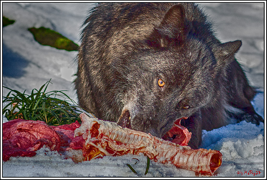 Timberwolf - Polarwolf Kasselburg, 18.02.2018