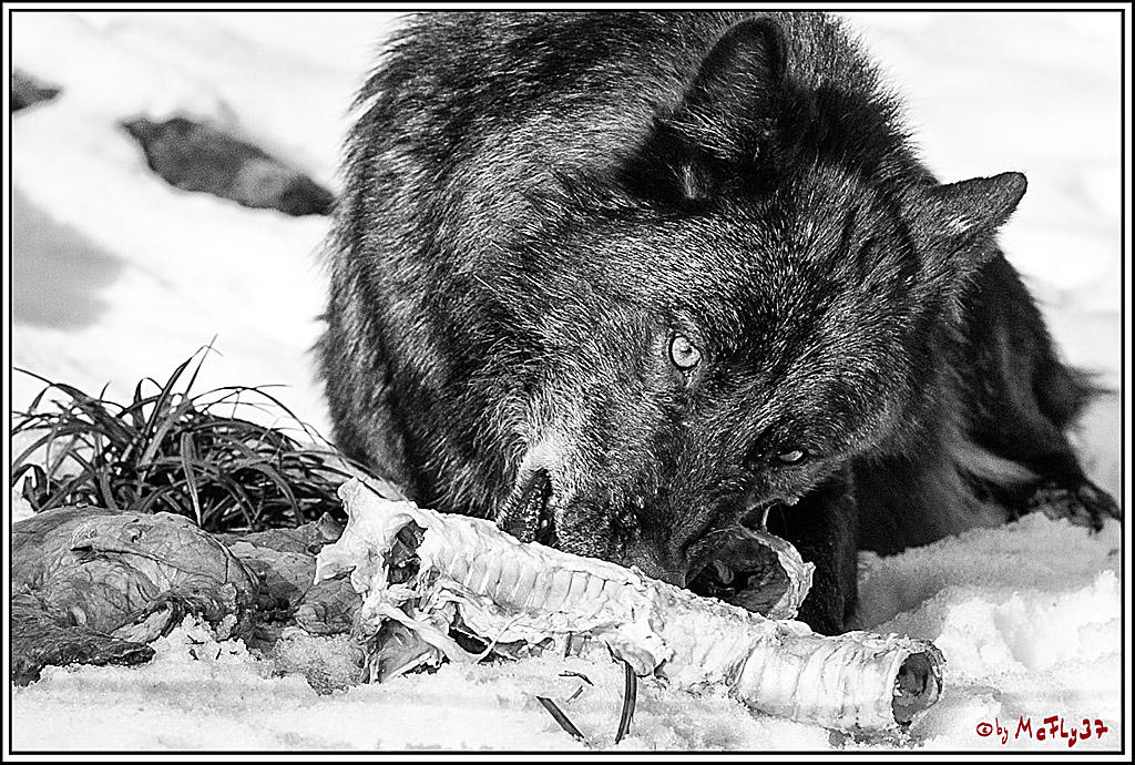 Timberwolf - Polarwolf Kasselburg, 18.02.2018