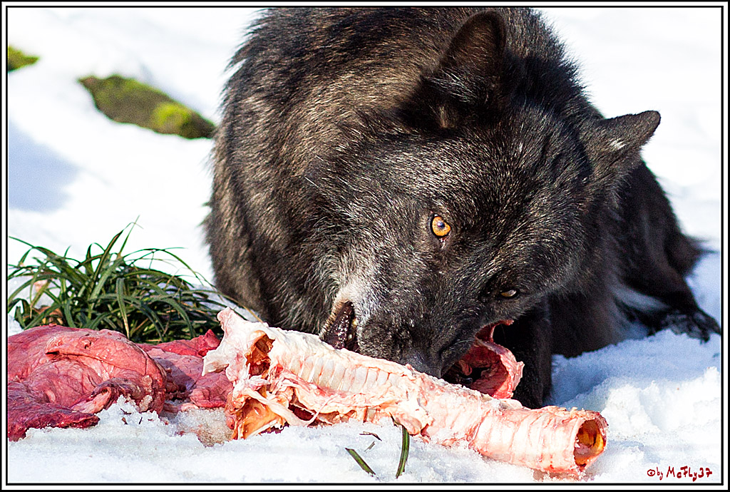 Timberwolf - Polarwolf Kasselburg, 18.02.2018
