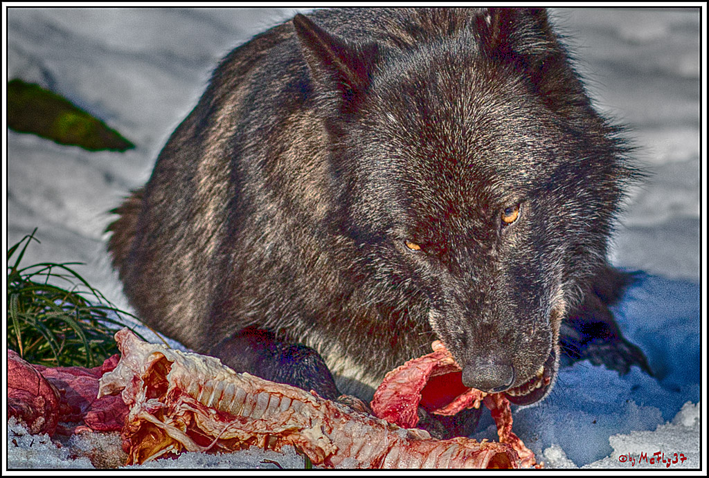 Timberwolf - Polarwolf Kasselburg, 18.02.2018
