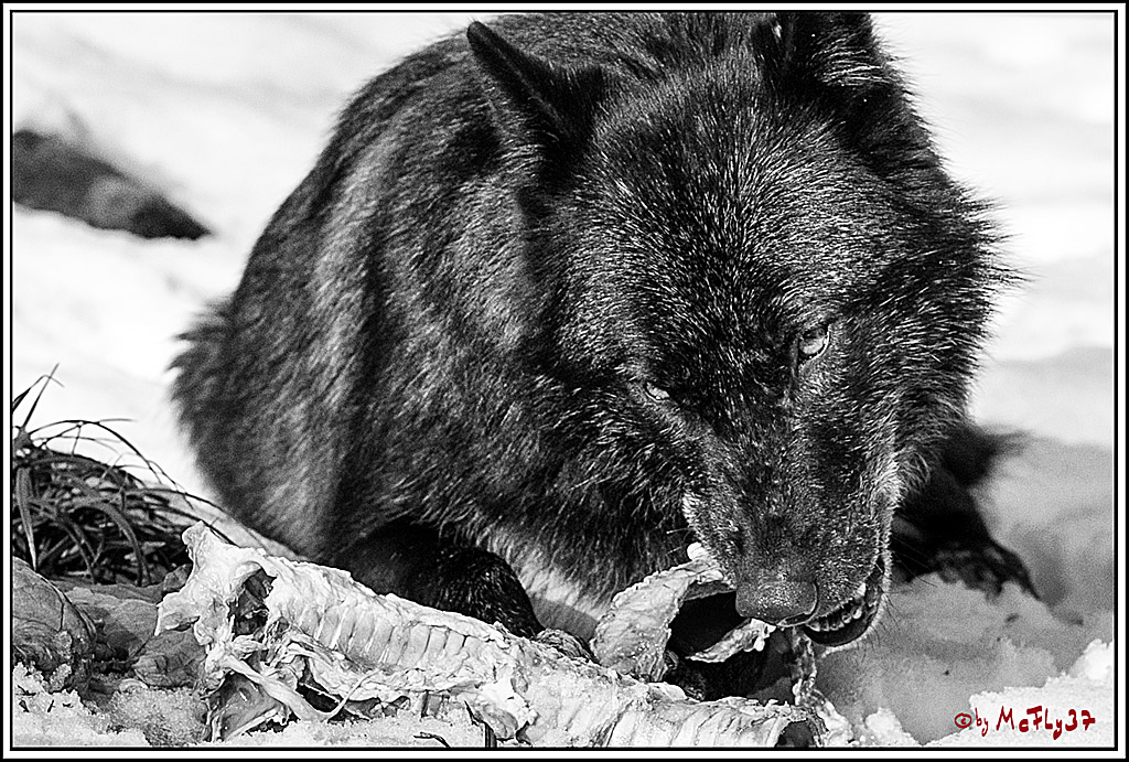 Timberwolf - Polarwolf Kasselburg, 18.02.2018