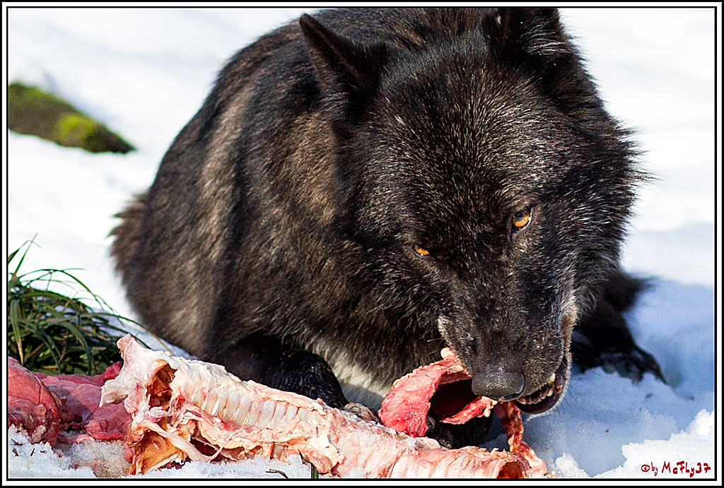 Timberwolf - Polarwolf Kasselburg, 18.02.2018