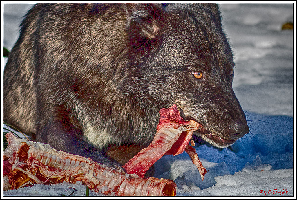 Timberwolf - Polarwolf Kasselburg, 18.02.2018