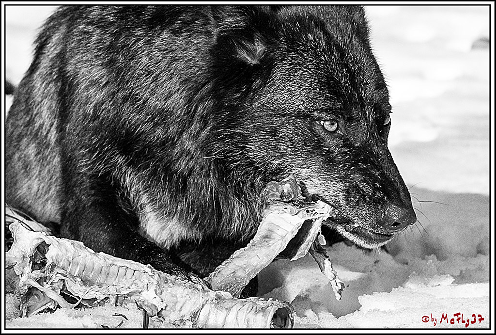 Timberwolf - Polarwolf Kasselburg, 18.02.2018