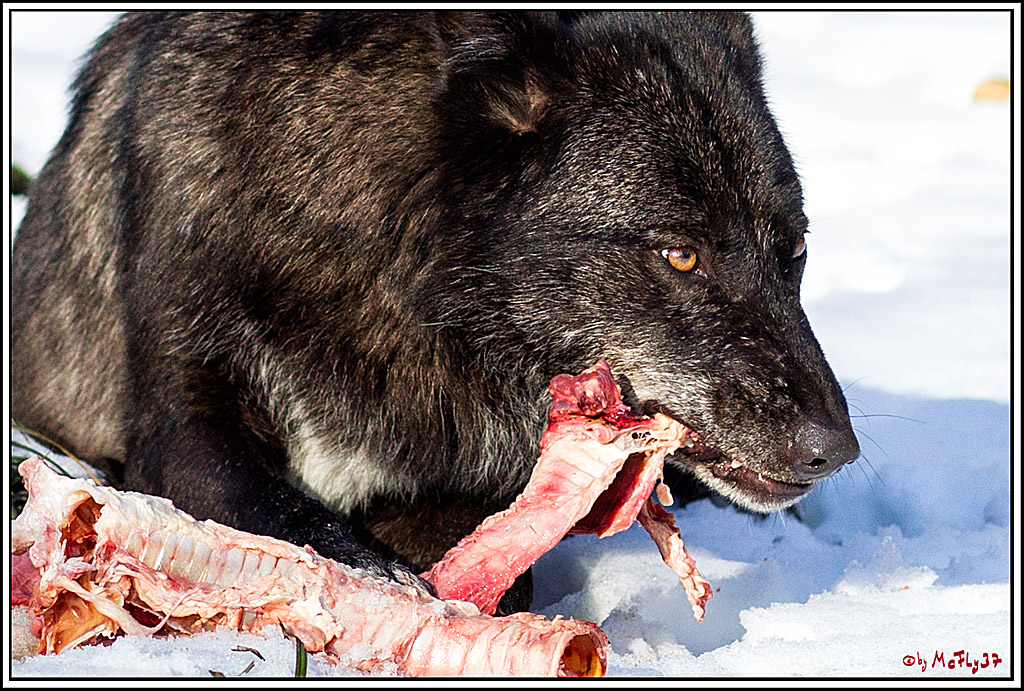 Timberwolf - Polarwolf Kasselburg, 18.02.2018