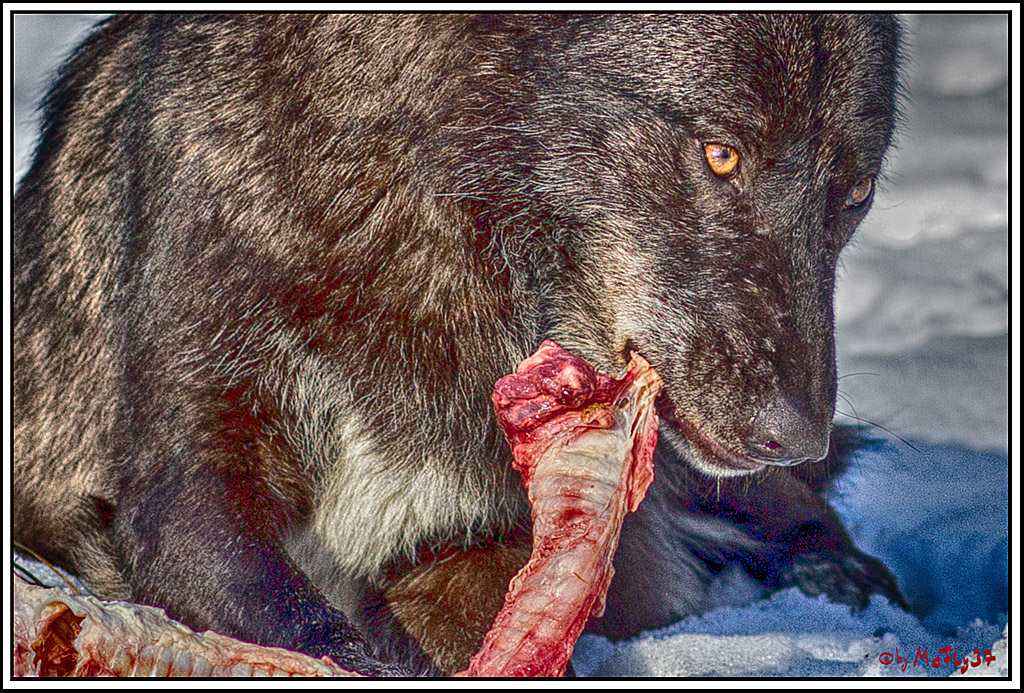 Timberwolf - Polarwolf Kasselburg, 18.02.2018