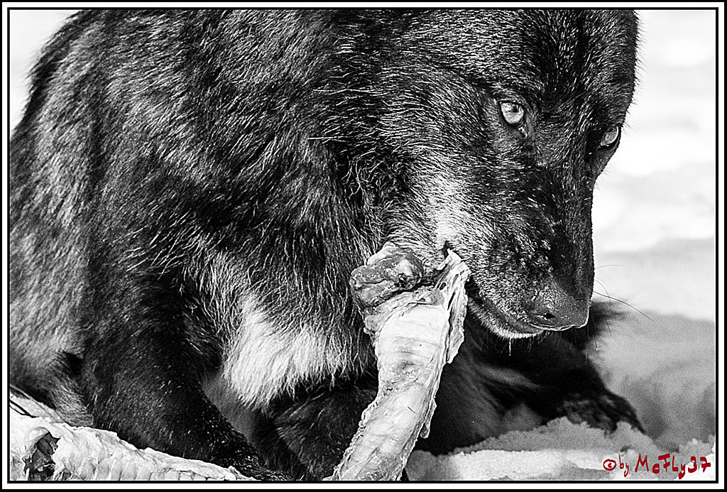 Timberwolf - Polarwolf Kasselburg, 18.02.2018