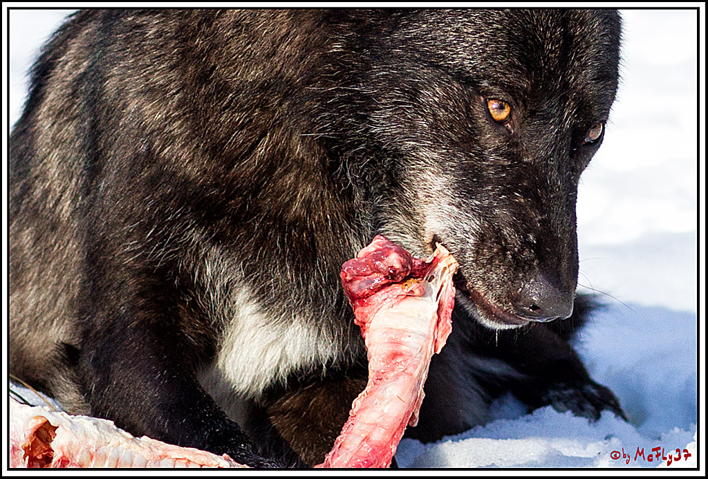 Timberwolf - Polarwolf Kasselburg, 18.02.2018