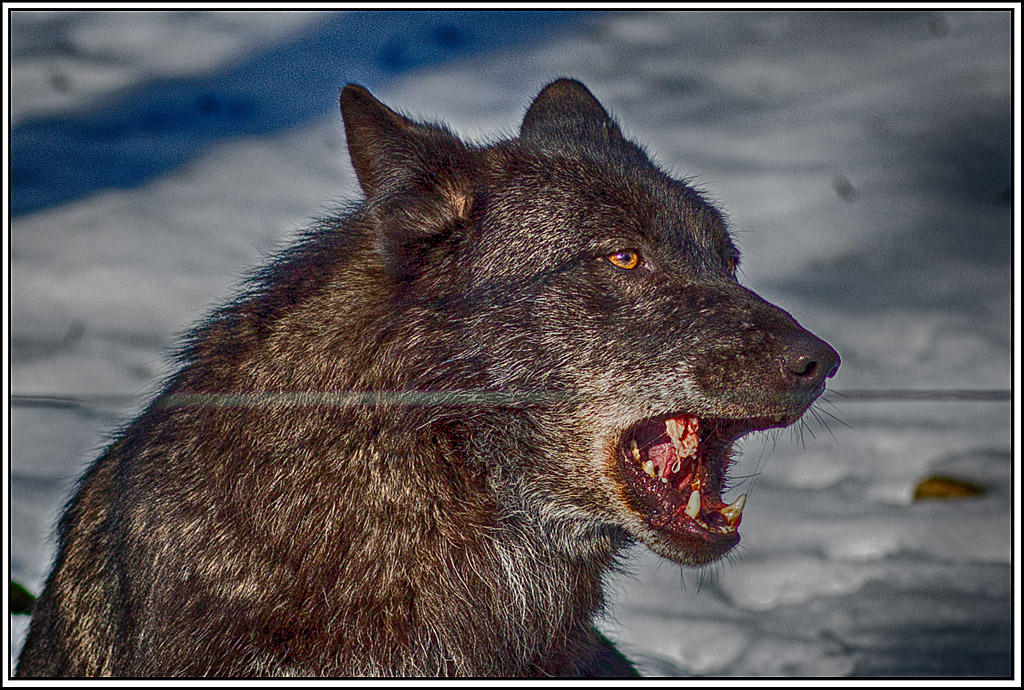 Timberwolf - Polarwolf Kasselburg, 18.02.2018