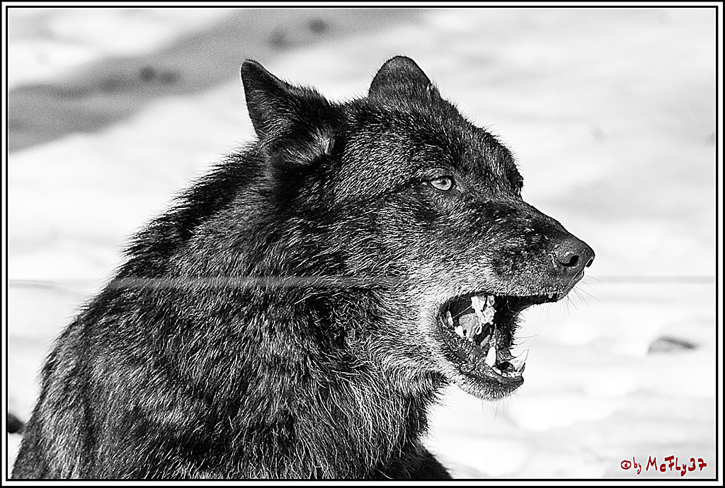 Timberwolf - Polarwolf Kasselburg, 18.02.2018