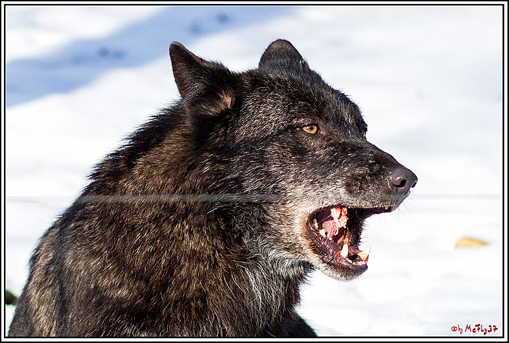 Timberwolf - Polarwolf Kasselburg, 18.02.2018