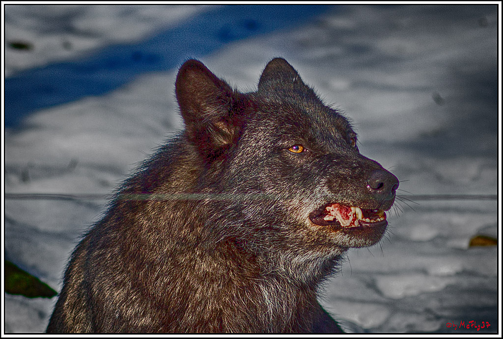 Timberwolf - Polarwolf Kasselburg, 18.02.2018