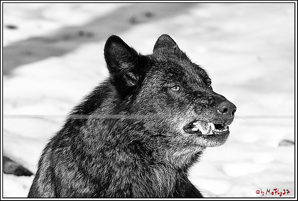 Timberwolf - Polarwolf Kasselburg, 18.02.2018
