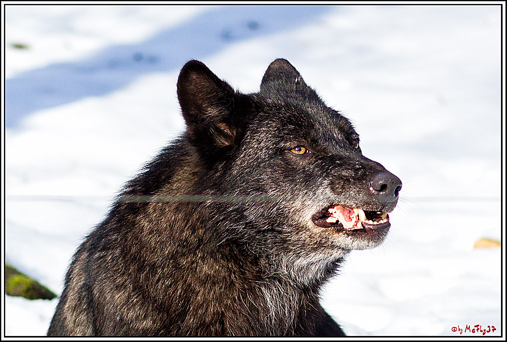 Timberwolf - Polarwolf Kasselburg, 18.02.2018