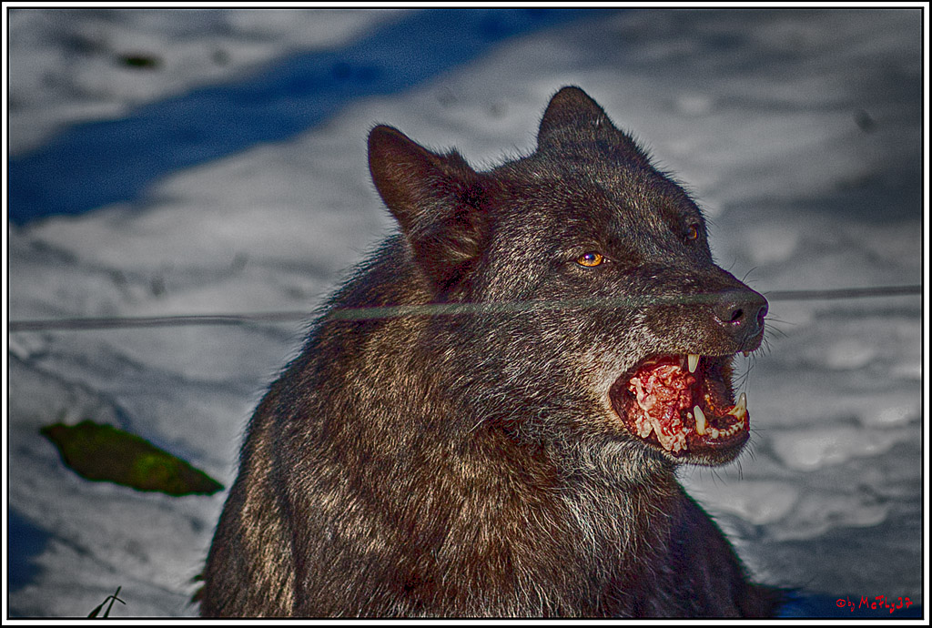 Timberwolf - Polarwolf Kasselburg, 18.02.2018