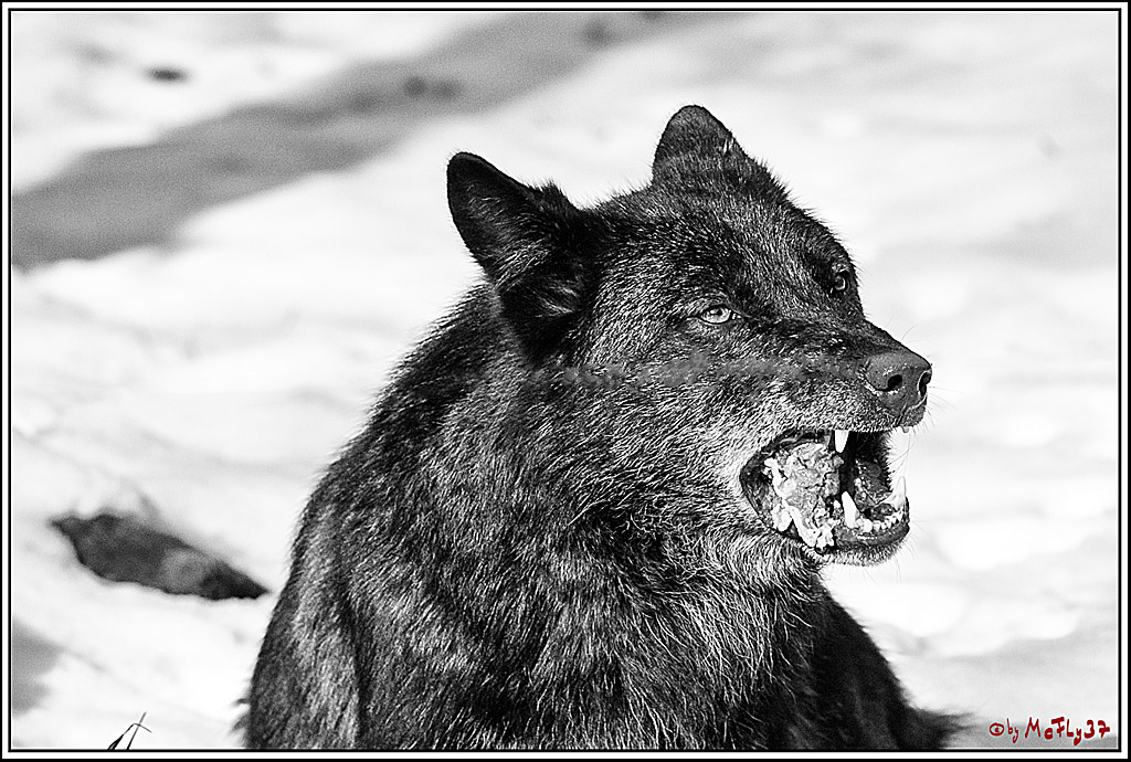 Timberwolf - Polarwolf Kasselburg, 18.02.2018