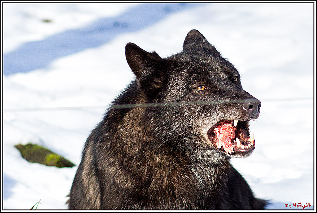 Timberwolf - Polarwolf Kasselburg, 18.02.2018